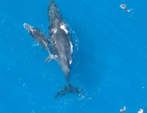 safari-baleines-20-min-1-saint-paul-1623482116
