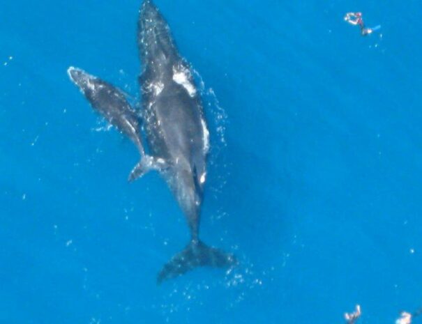 safari-baleines-20-min-1-saint-paul-1623482116